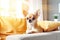 Purebred beige Chihuahua dog on white yellow sofa in modern, cozy, bright living room. Copy space. Pedigreed doggy. Cute