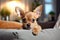 Purebred beige Chihuahua puppy on grey sofa in modern, cozy, bright living room. Copy space. Pedigreed dog. Cute puppy