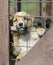 Purebred beige puppy in a wooden cage