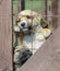 Purebred beige puppy in a wooden cage