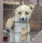 Purebred beige puppy in a wooden cage