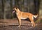 Purebred Belgian Malinois Dog