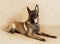 Purebred Belgian shepherd dog Malinois lying on a light brown background