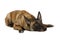 Purebred Belgian shepherd dog Malinois lying on a white