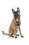 Purebred Belgian shepherd dog Malinois sitting over white