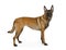 Purebred Belgian shepherd dog Malinois standing on a white