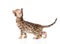 Purebred Bengal cat in profile looking up. isolated