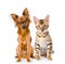 Purebred bengal kitten and Russian toy terrier. on white