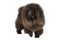 Purebred black chow chow dog over white