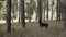 Purebred black Doberman is jumping and barking in a pine forest at summer day in slow motion