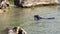 A Purebred Black Dog Catches a Ring And Swims With it Back in a River in Slo-Mo