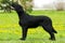 Purebred black dog flat-coated Retriever standing in the show po