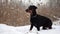 Purebred black dog is standing in a field on the reed background among falling snowflakes in slowmo