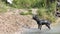 A Purebred Black Dog Swims to The River Shore, Shakes His Head in Slow Motion