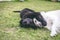 Purebred black newfoundland puppy playing with a white golden retriever adult dog