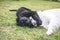 Purebred black newfoundland puppy playing with a white golden retriever adult dog