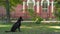 Purebred black Shepherd dog stands up and walks away in park