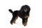 Purebred black Toy Poodle dog on a white background