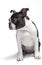 Purebred Boston Terrier pupy head portrait, studio, white background, isolated