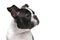 Purebred Boston Terrier pupy head portrait, studio, white background, isolated