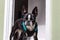 Purebred Boston terrier wearing turquoise and black harness standing in doorway looking at camera