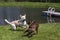 Purebred Boxer dog and Husky Labrador Retriever mixed breed dog playing.