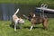 Purebred Boxer dog and Husky Labrador Retriever mixed breed dog playing.