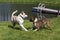 Purebred Boxer dog and Husky Labrador Retriever mixed breed dog playing.