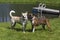 Purebred Boxer dog and Husky Labrador Retriever mixed breed dog playing.