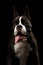 Purebred Boxer Dog Isolated on Black Background