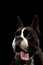 Purebred Boxer Dog Isolated on Black Background