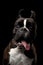 Purebred Boxer Dog Isolated on Black Background