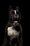 Purebred Boxer Dog Isolated on Black Background