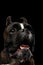 Purebred Boxer Dog Isolated on Black Background