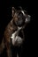 Purebred Boxer Dog Isolated on Black Background