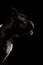 Purebred Boxer Dog Isolated on Black Background