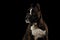 Purebred Boxer Dog Isolated on Black Background