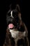 Purebred Boxer Dog Isolated on Black Background