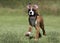 Purebred Boxer puppy dog running in a grassy  meadow.