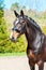 Purebred braided horse portrait. Multicolored summertime outdoor