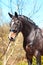 Purebred braided horse portrait. Multicolored summertime outdoor