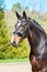 Purebred braided horse portrait. Multicolored summertime outdoor