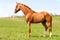 Purebred braided red stallion standing on pasturage. Exterior image.