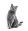 Purebred British gray cat sitting on a white background