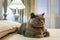 Purebred British Shorthair Blue Kitten on bed in expensive interior