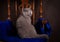 Purebred British Shorthair cat on a chair