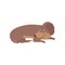 Purebred brown dachshund dog lying on the floor vector Illustration on a white background
