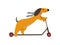 Purebred Brown Dachshund Dog Riding Kick Scooter, Funny Playful Pet Animal Cartoon Character Vector Illustration