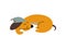 Purebred Brown Dachshund Dog Wearing Cap Sleeping, Funny Playful Pet Animal Cartoon Character Vector Illustration
