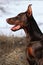 Purebred brown dog Doberman